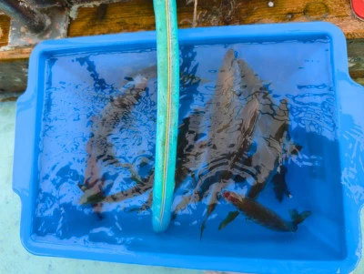 釣り船 魚英の2026年7月13日(月)4枚目の写真