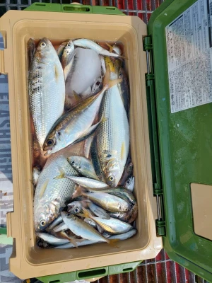 尼崎市立魚つり公園の2026年7月13日(月)4枚目の写真