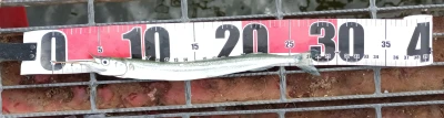 尼崎市立魚つり公園の2026年7月13日(月)5枚目の写真