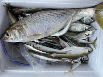 尼崎市立魚つり公園の2026年7月15日(水)1枚目の写真
