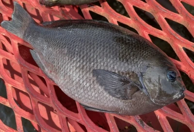 尼崎市立魚つり公園の2026年7月15日(水)2枚目の写真