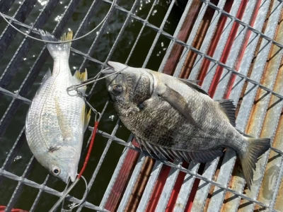 尼崎市立魚つり公園の2026年7月15日(水)3枚目の写真