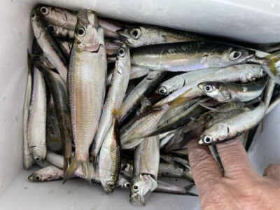 尼崎市立魚つり公園の2026年7月15日(水)4枚目の写真