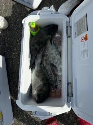 大島フィッシングの2026年7月10日(金)2枚目の写真