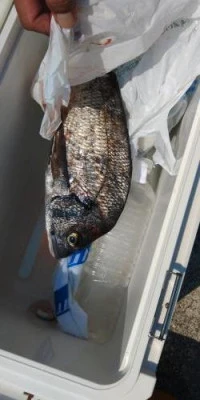 瀬渡し 浜栄丸の2026年7月28日(火)2枚目の写真