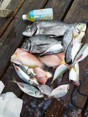 瀬渡し 浜栄丸の2026年8月4日(火)1枚目の写真