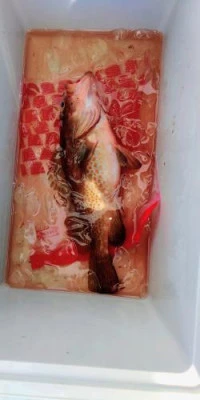 瀬渡し 浜栄丸の2026年8月6日(木)1枚目の写真