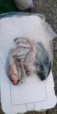 瀬渡し 浜栄丸の2026年8月9日(日)1枚目の写真