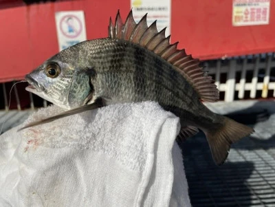 尼崎市立魚つり公園の2026年8月27日(木)4枚目の写真