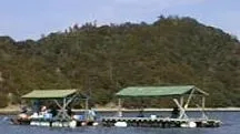 井川渡船