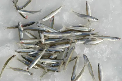 網走湖 ワカサギ釣り情報 釣りビジョン