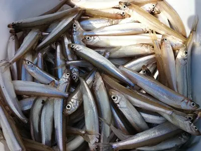 高滝ダム ワカサギ釣り情報 釣りビジョン