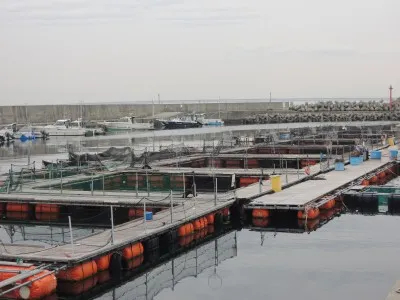 大阪府樽井漁港 大阪海上釣り堀サザンの天気 釣果情報 ニュース 釣りビジョン