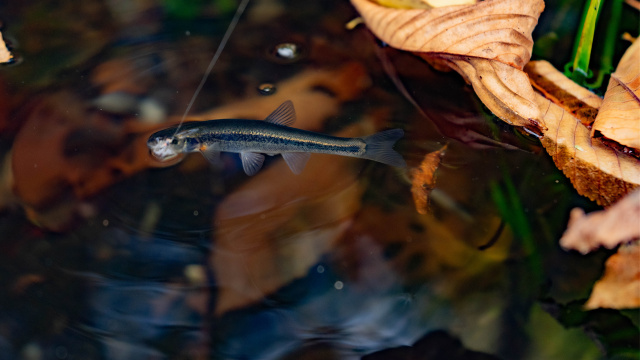 水と魚の声を聴く 3 日光白根山が湛える片品三湖を巡る旅 3