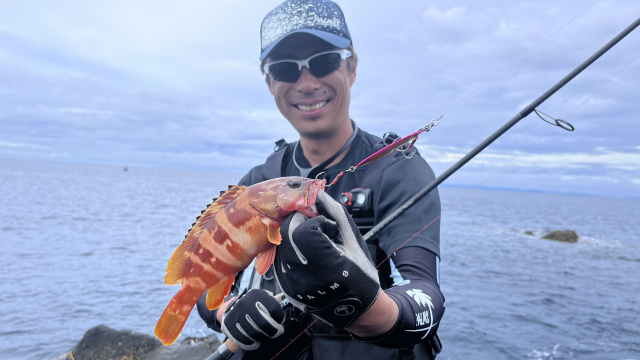 メタルバスター ROUND34 愛媛県武者泊のカンパチ 6