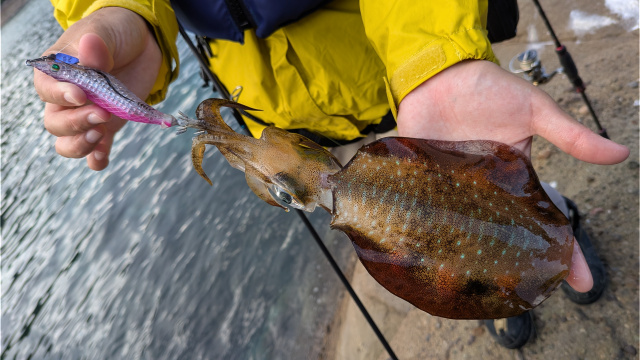 とことんエギパラダイス 168 島根県隠岐の旅 カリスマと秋イカ爆釣! 7