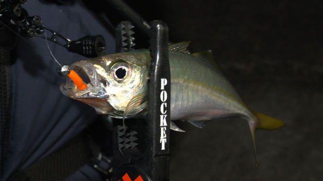 アジングへ行こう！ 54 満月との闘い！？和歌山・中紀をランガン！ 5