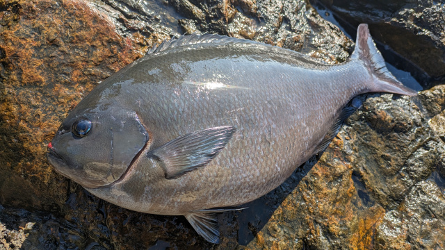 G WORLD 38 高知県鵜来島で共闘 シーズン初期の巨大尾長グレに挑む! 6