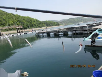 由良海つり公園&釣堀ランドの2021年5月9日(日)3枚目の写真