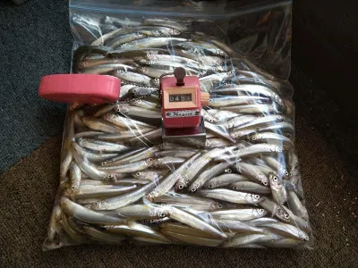FISHING HOUSE なぎさの2021年11月4日(木)1枚目の写真